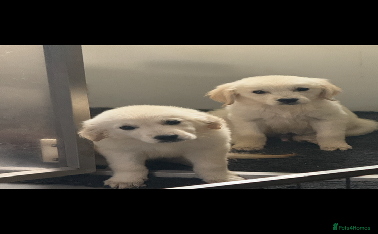 Golden Retriever dogs - Advert 4