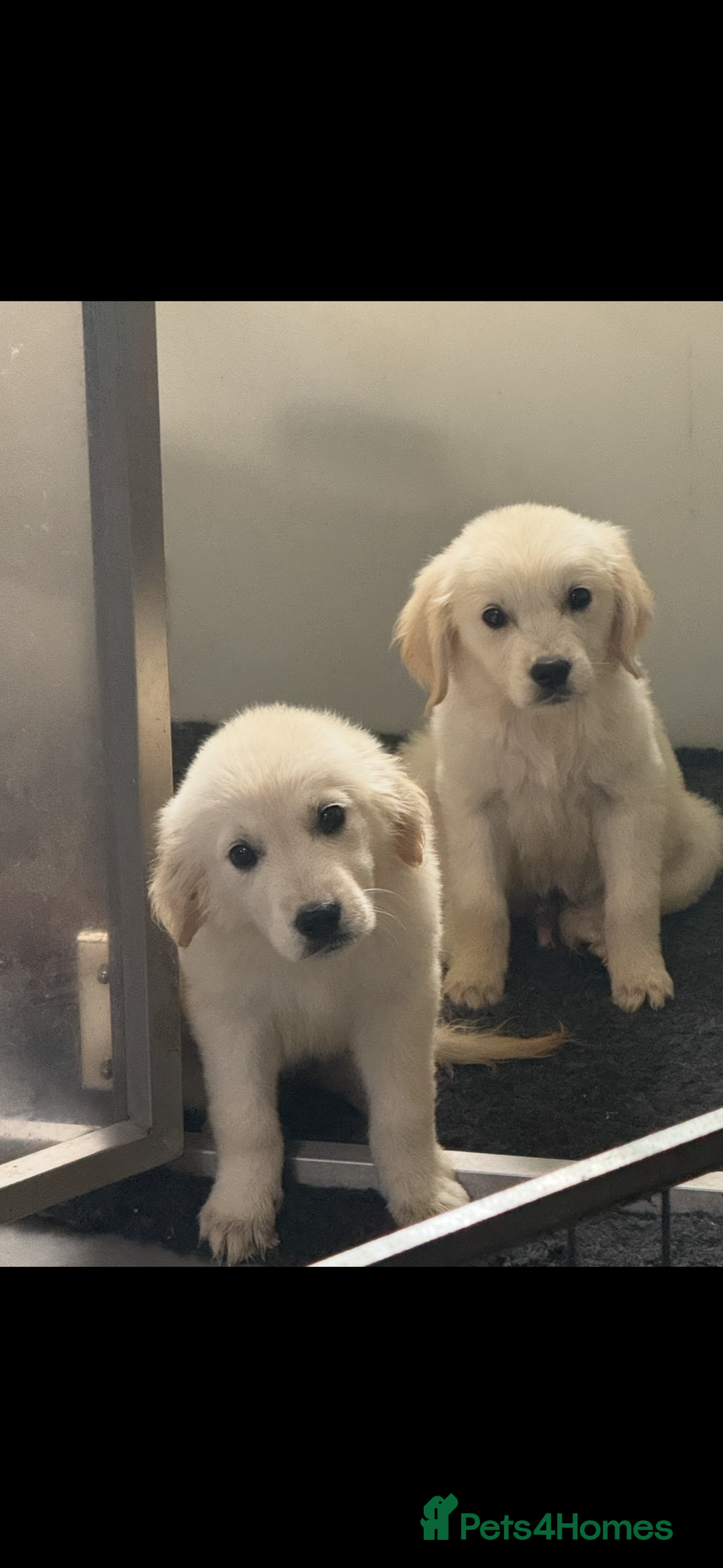 Golden Retriever dogs for sale: Beautiful Golden retriever puppies - Image 1