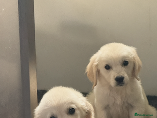 Golden Retriever dogs - Advert 30