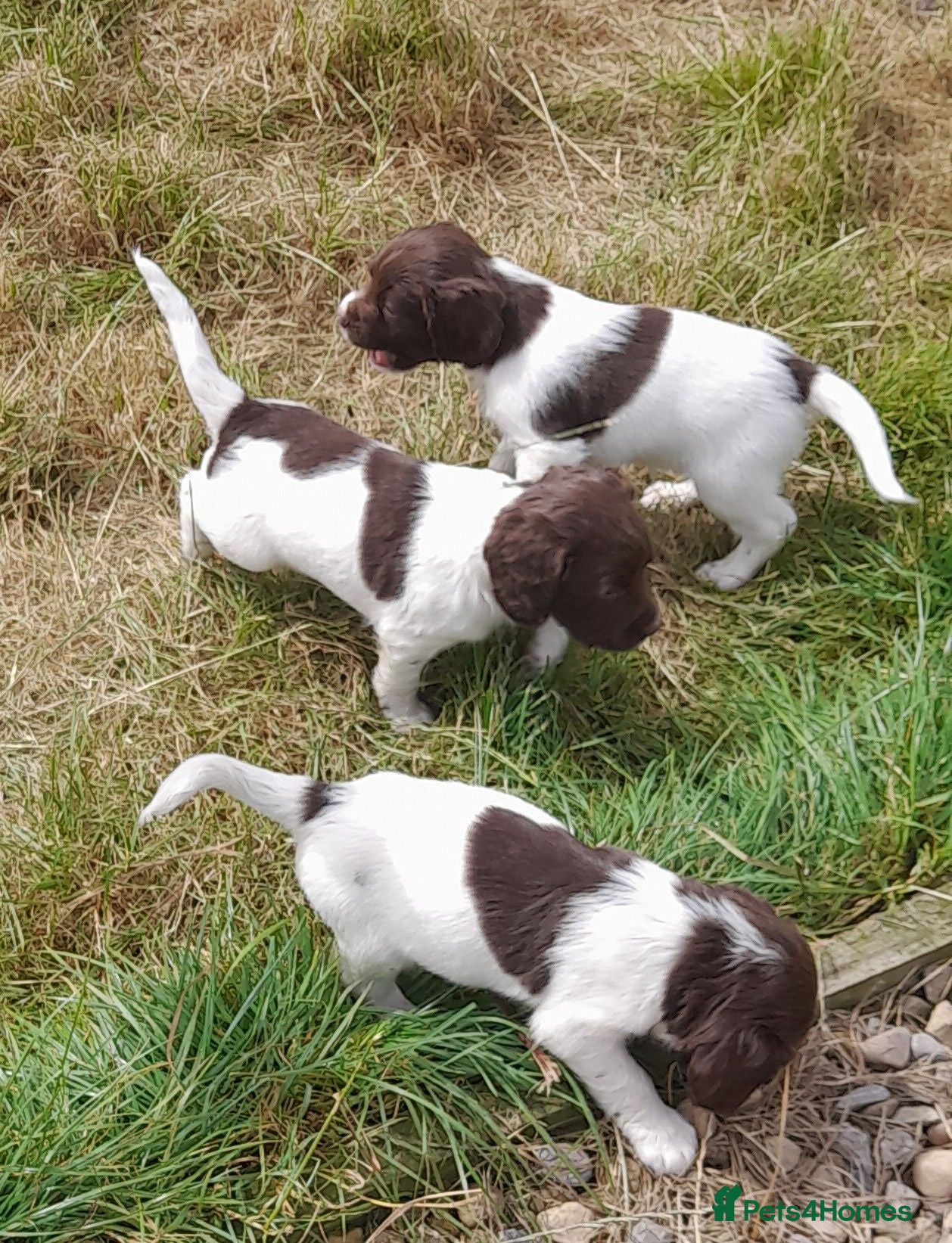 English Springer Spaniel dogs Gorgeous English Springer Spaniels Puppies - Advert 2