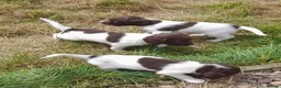 English Springer Spaniel dogs for sale: Gorgeous English Springer Spaniels Puppies - Advert 2