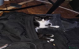 Mixed Breed cats for sale: Chocolate chip and Oreo in Enfield - Image 8