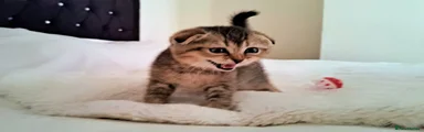 Scottish Fold 6