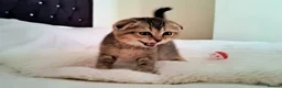 Scottish Fold cats for sale: Beautiful scottish kittens  - Advert 4