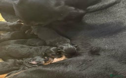 Rottweiler dogs for sale: Rottweiler for sale - Image 7