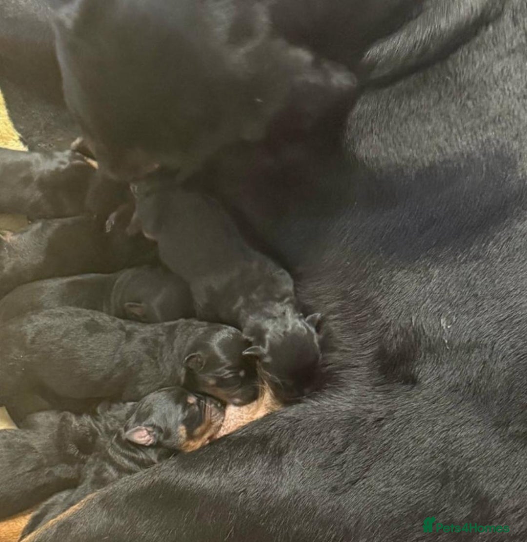 Rottweiler dogs for sale: Rottweiler for sale - Image 7