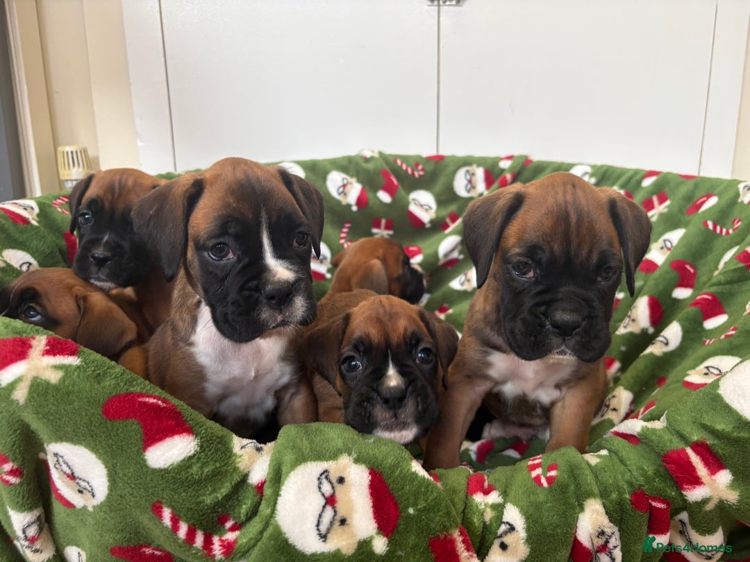 Boxer dogs for sale: Boxer puppy’s  - Advert 10