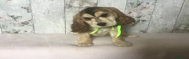 Cocker Spaniel 1