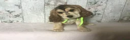 Cocker Spaniel dogs for sale: KC reg Cocker pups - Advert 19