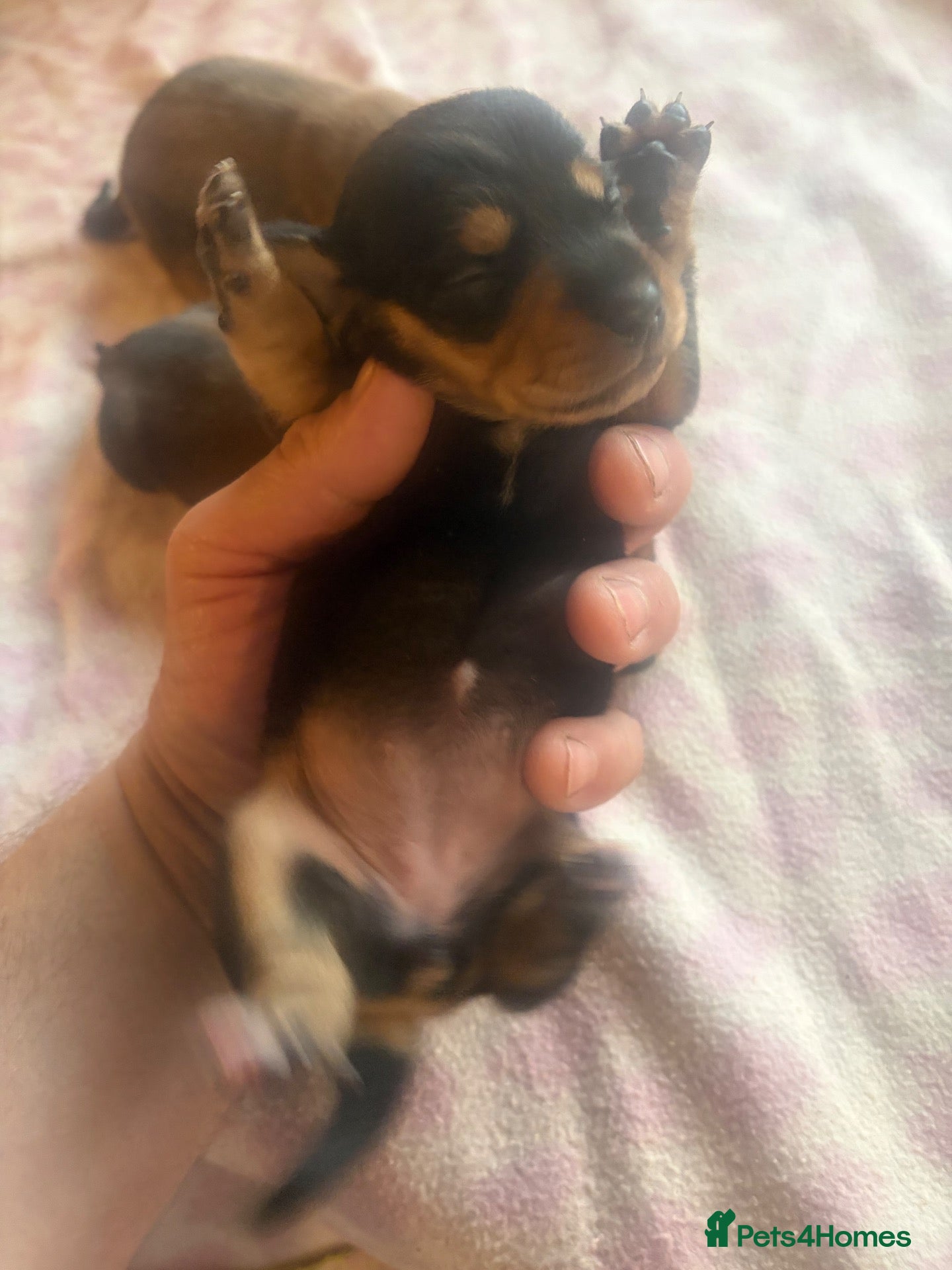 Miniature Dachshund dogs for sale: Miniature dachshund licensed breeder  - Advert 2