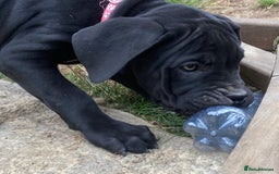 Cane Corso dogs for sale: Big Pure Cane Corso Puppies Ready Now!  - Image 24