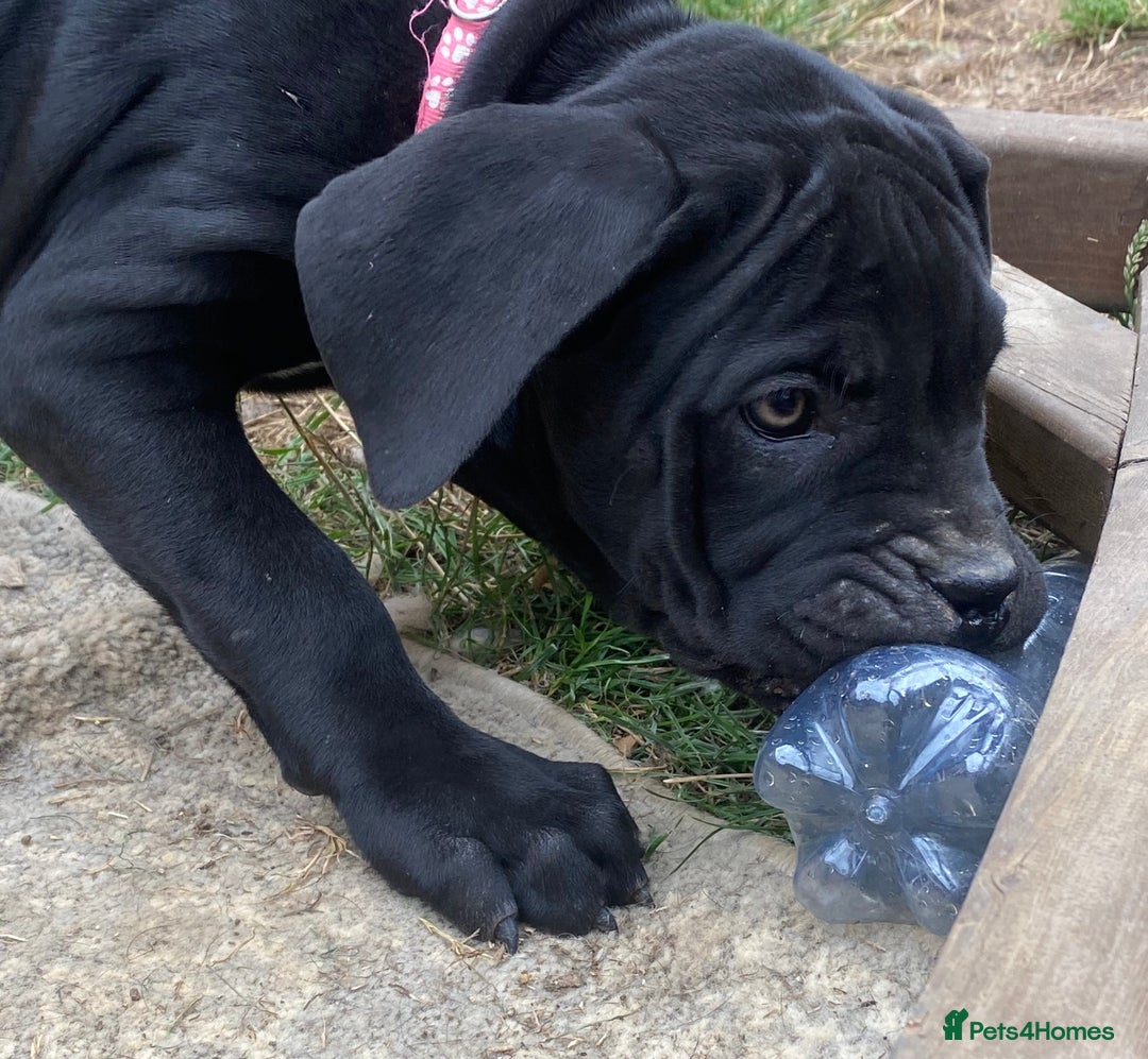 Cane Corso dogs for sale: Big Pure Cane Corso Puppies Ready Now!  - Image 24