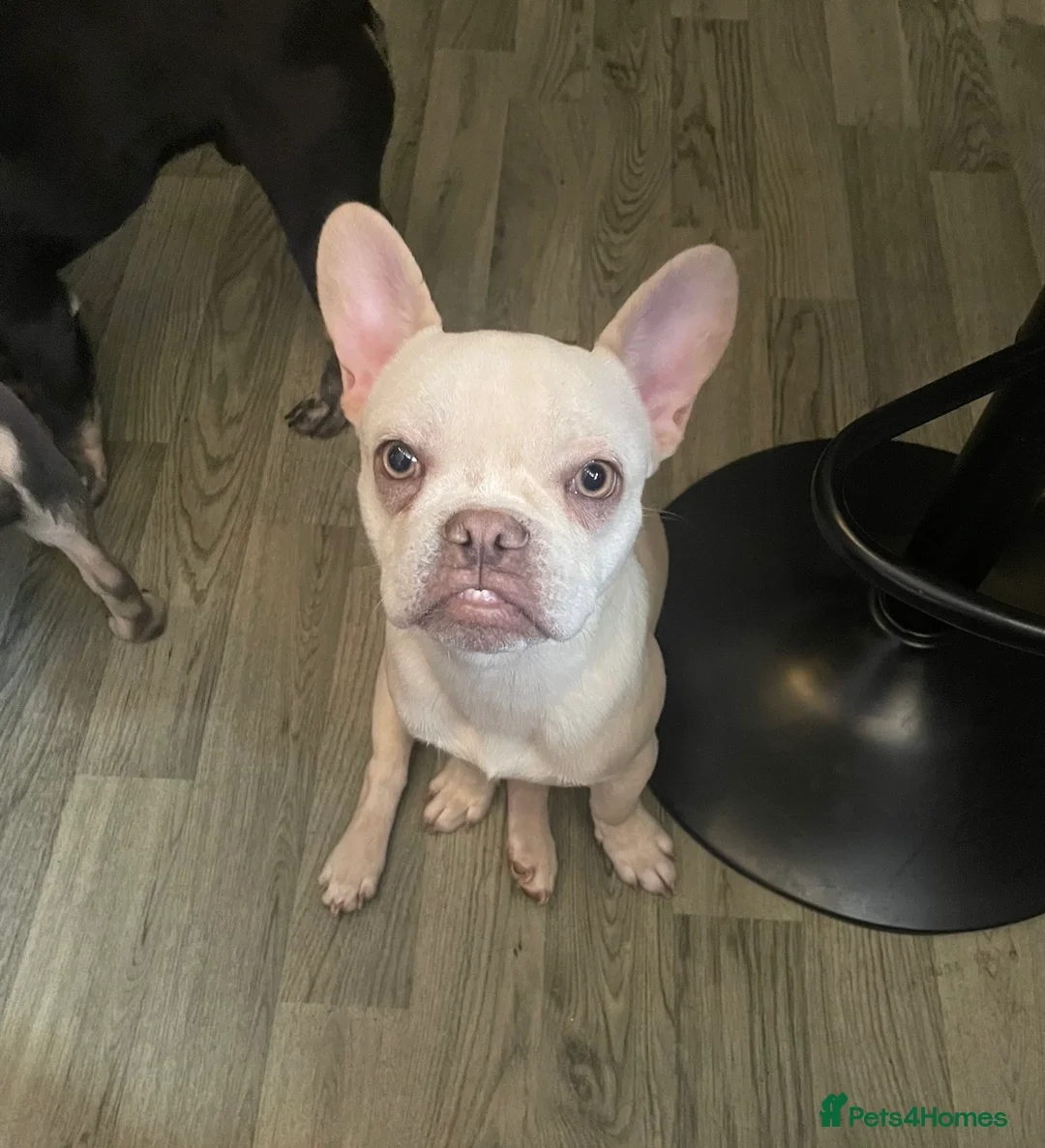 French Bulldog dogs for sale: Fully vaccinated females, males vet checked  - Advert 1