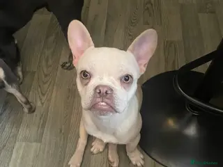 French Bulldog dogs Fully vaccinated females, males vet checked - Advert 8