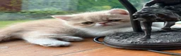 Exotic cats for sale: Exotic kittens two female  - Advert 9