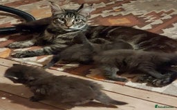 Maine Coon cats for sale: 6 month Mianecoon kitten for sale  - Image 8