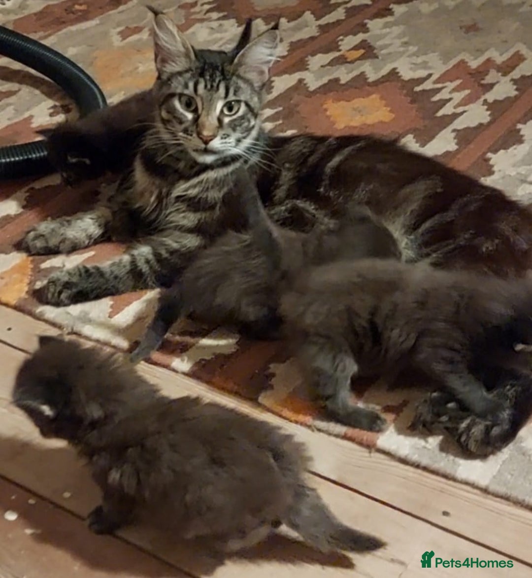 Maine Coon cats for sale: 6 month Mianecoon kitten for sale  - Image 8