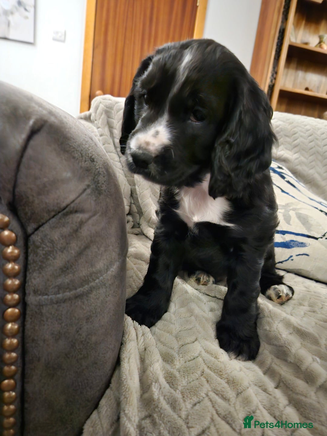 Cocker Spaniel dogs for sale: Cocker Spaniel pups for sale - Advert 6