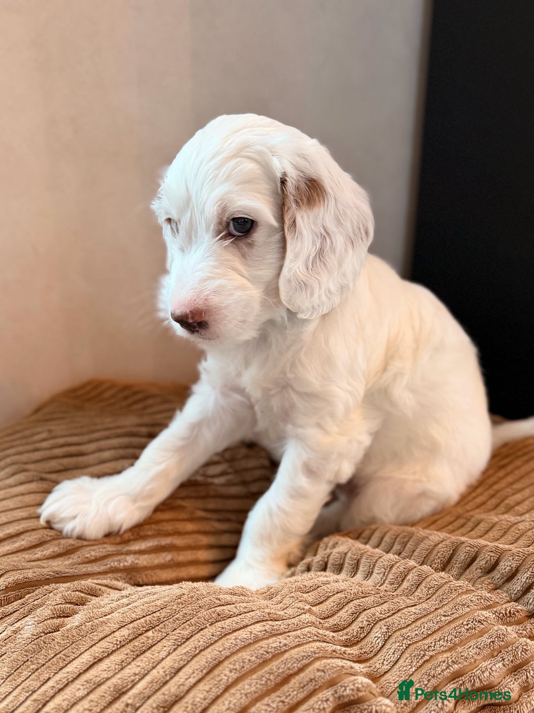 Australian Labradoodle dogs for sale: 🐶READY FOR NEW 🏡 Pure Australian Labradoodle  - Image 17