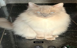 Ragdoll cats for sale: Pure Bluepoint Ragdoll Kittens - Image 8