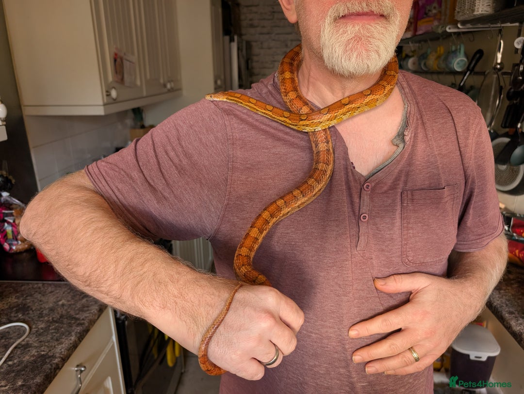 Corn Snake reptiles for sale: Corn snake - Advert 4