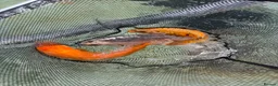 Koi Carp fish for sale: Bulk of Mixed Koi for sale as Whole - Advert 4