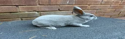 Rex rabbits for sale: Stunning lilac Baby mini Rex  - Advert 8