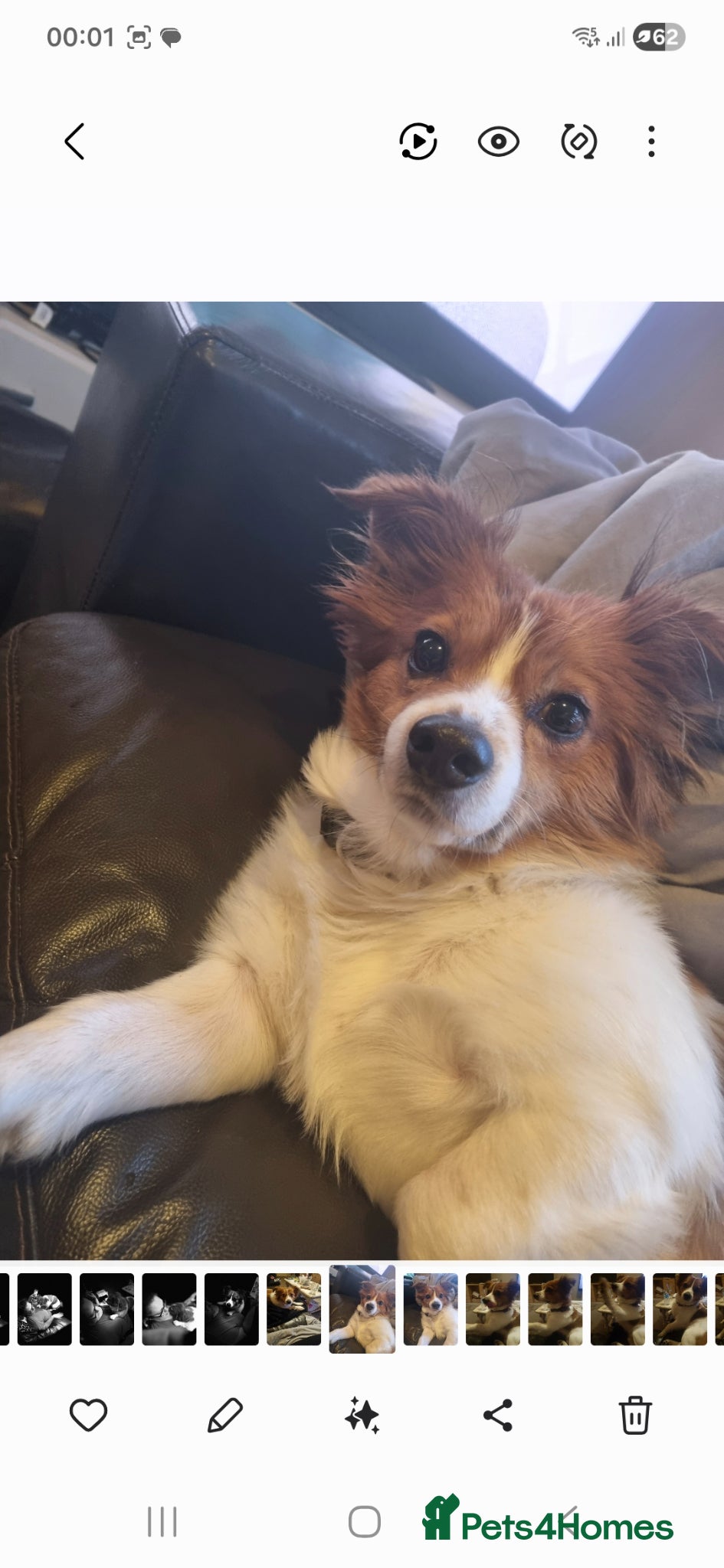 Mixed Breed dogs Stud dog for free  - Advert 3