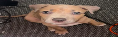 Mixed Breed Puppy 1