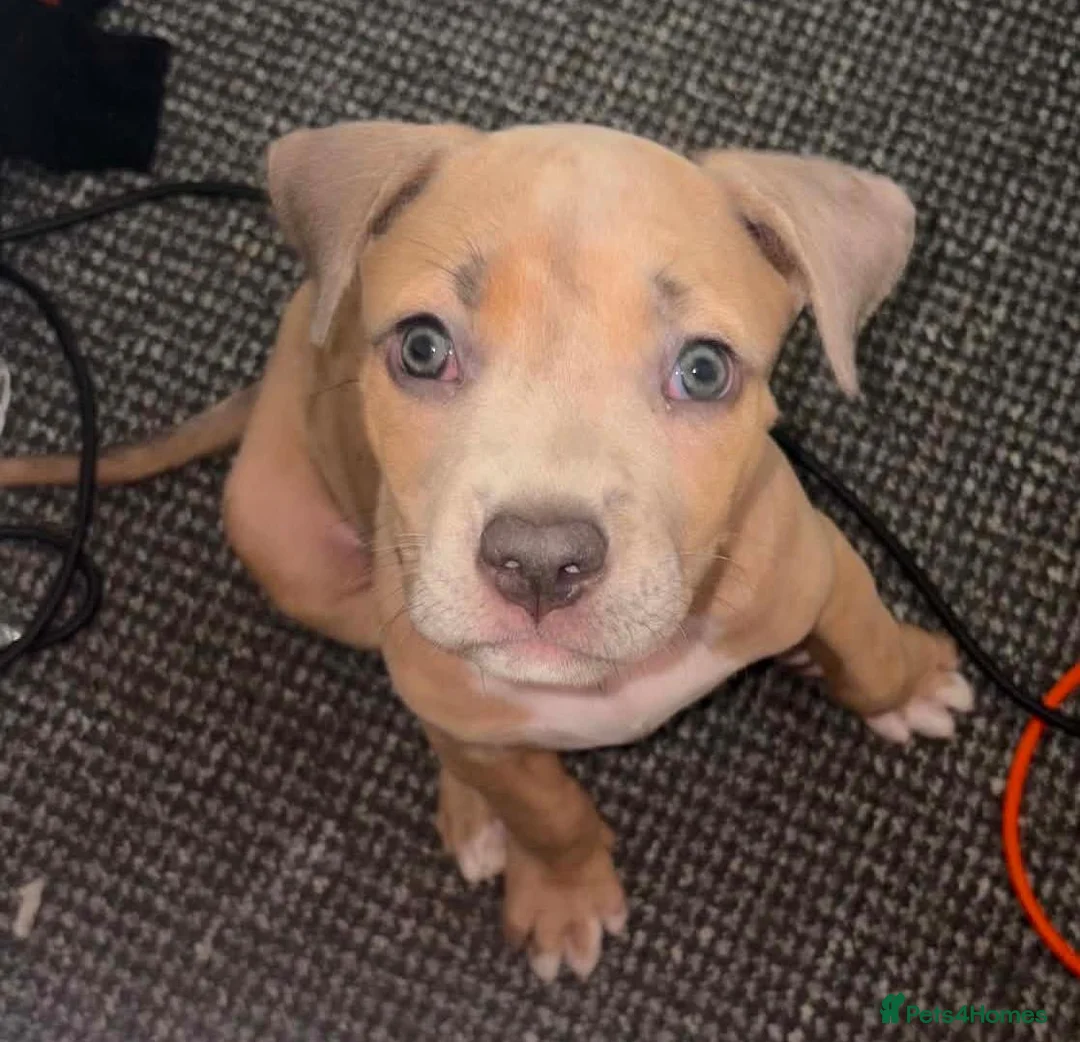 Mixed Breed dogs for sale: Staff cross Cane Corso puppy  - Advert 2