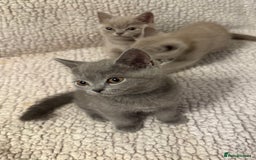 British Shorthair cats for sale: Ready to go- BSH LILAC & Blue - Image 8