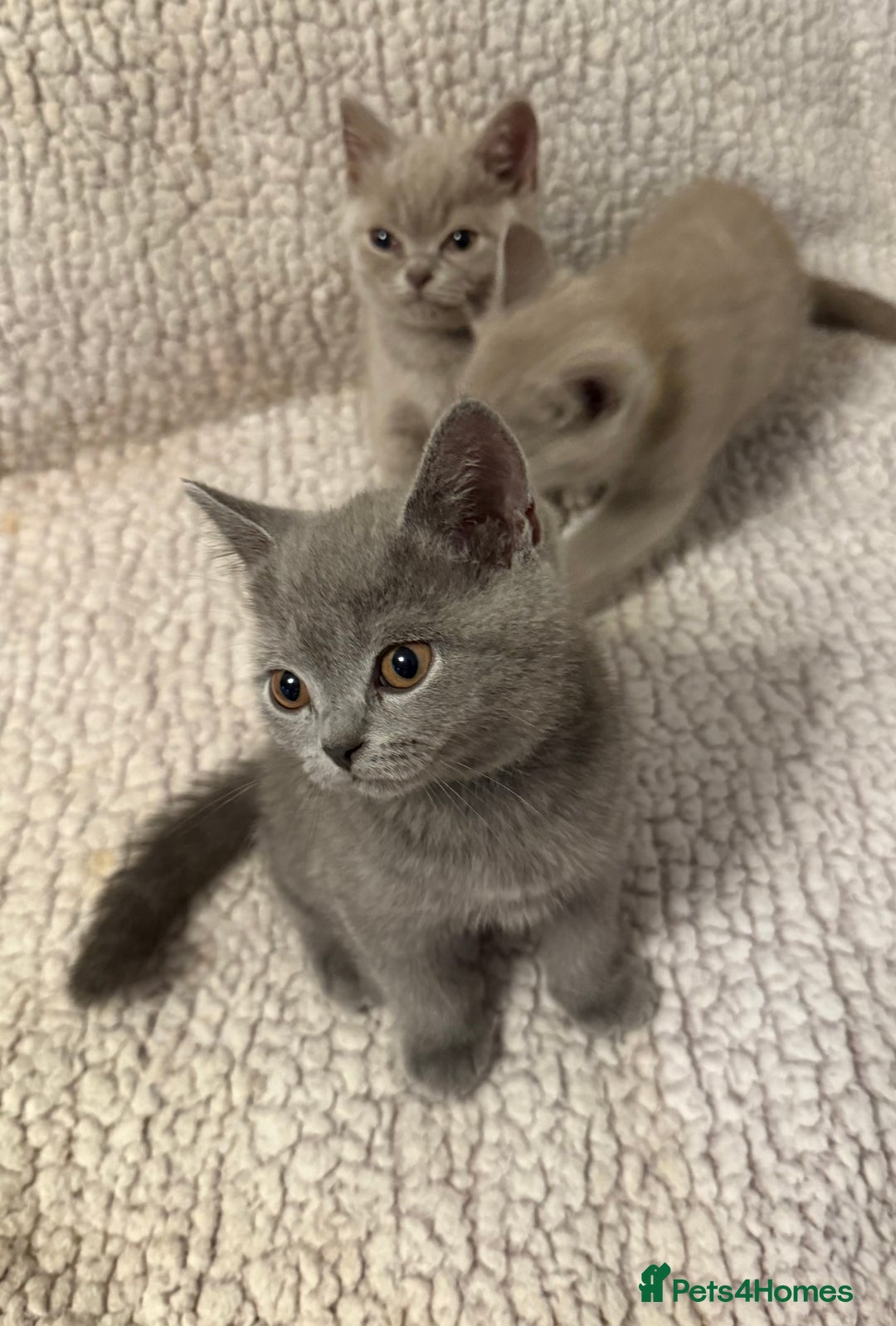 British Shorthair cats for sale: Ready to go- BSH LILAC & Blue - Image 8
