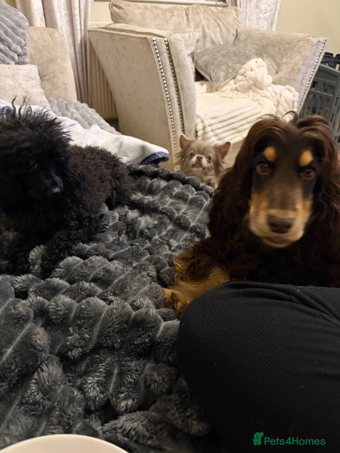 Cocker Spaniel dogs for stud: stunning chocolate and tan show cocker  stud in Doncaster - Advert 4
