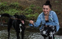 Border Collie dogs for sale: Border collie  - Image 16