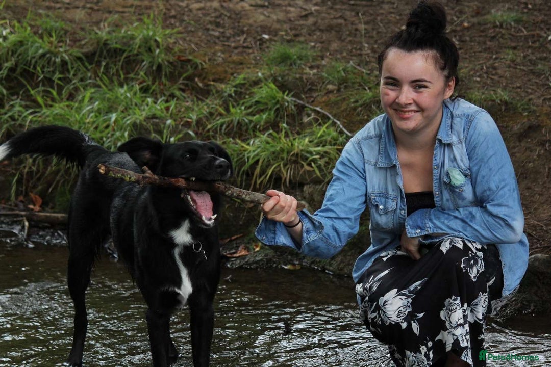 Border Collie dogs for sale: Border collie  - Image 16