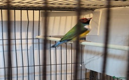 Finches birds for sale: Gouldian finches pairs  - Image 13