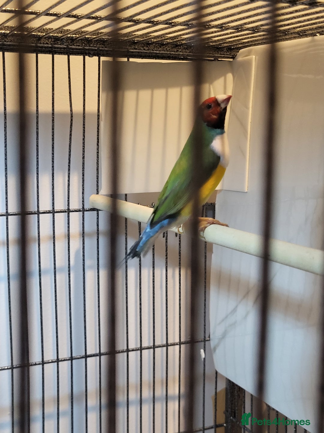 Finches birds for sale: Gouldian finches pairs  - Image 13