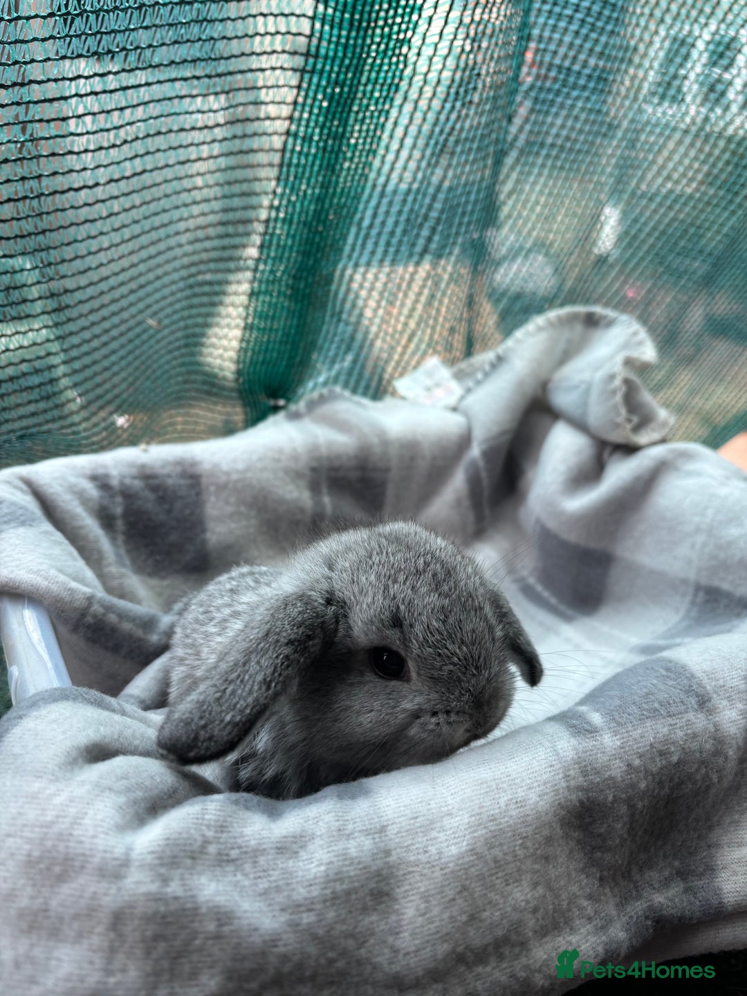 Mini Lion Lop rabbits for sale:  Female grey mini lion lop  - Advert 2