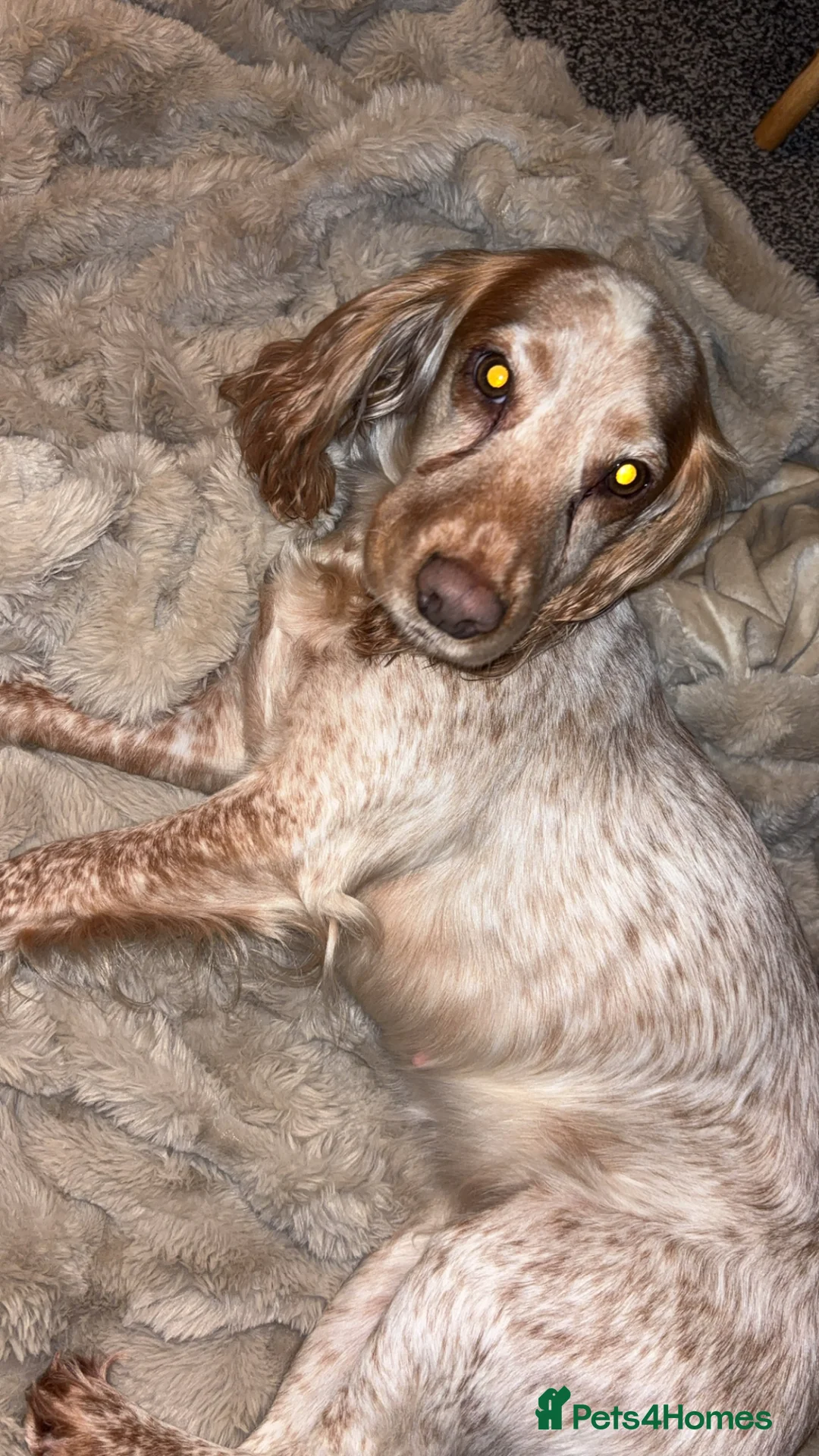 Cocker Spaniel dogs for sale: sister due - Advert 1