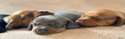 Miniature Dachshund dogs for sale: 🌈 🐾Beautiful Dachshund Rainbow Litter🐾🌈 - Advert 7