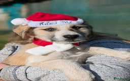 Mixed Breed dogs for adoption: Boo for adoption - Advert 9