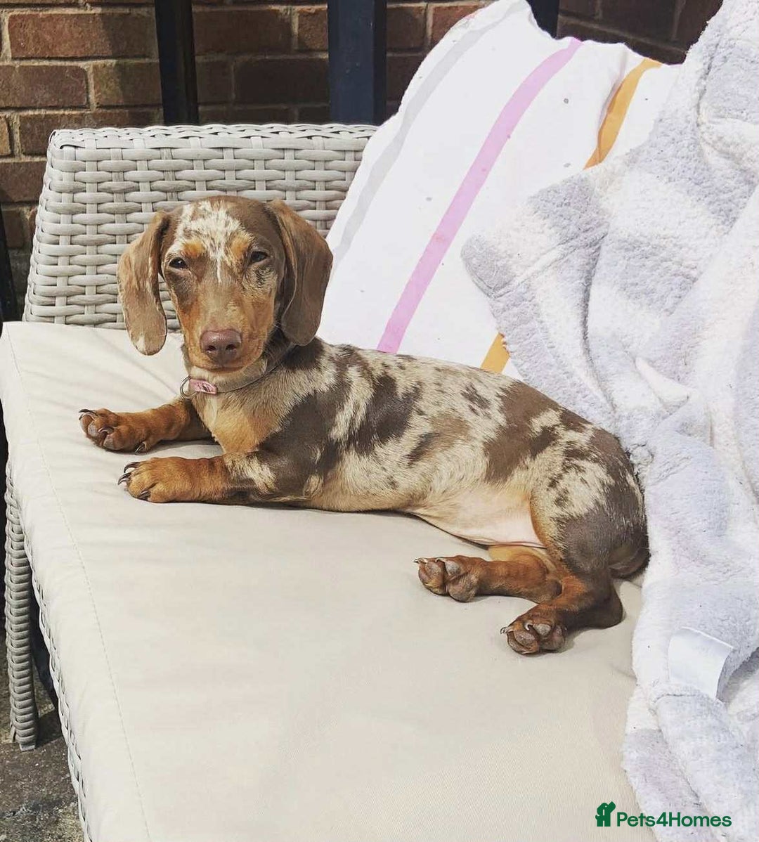 Miniature Dachshund dogs for sale: Miniature Daschunds Pra Clear  - Advert 18