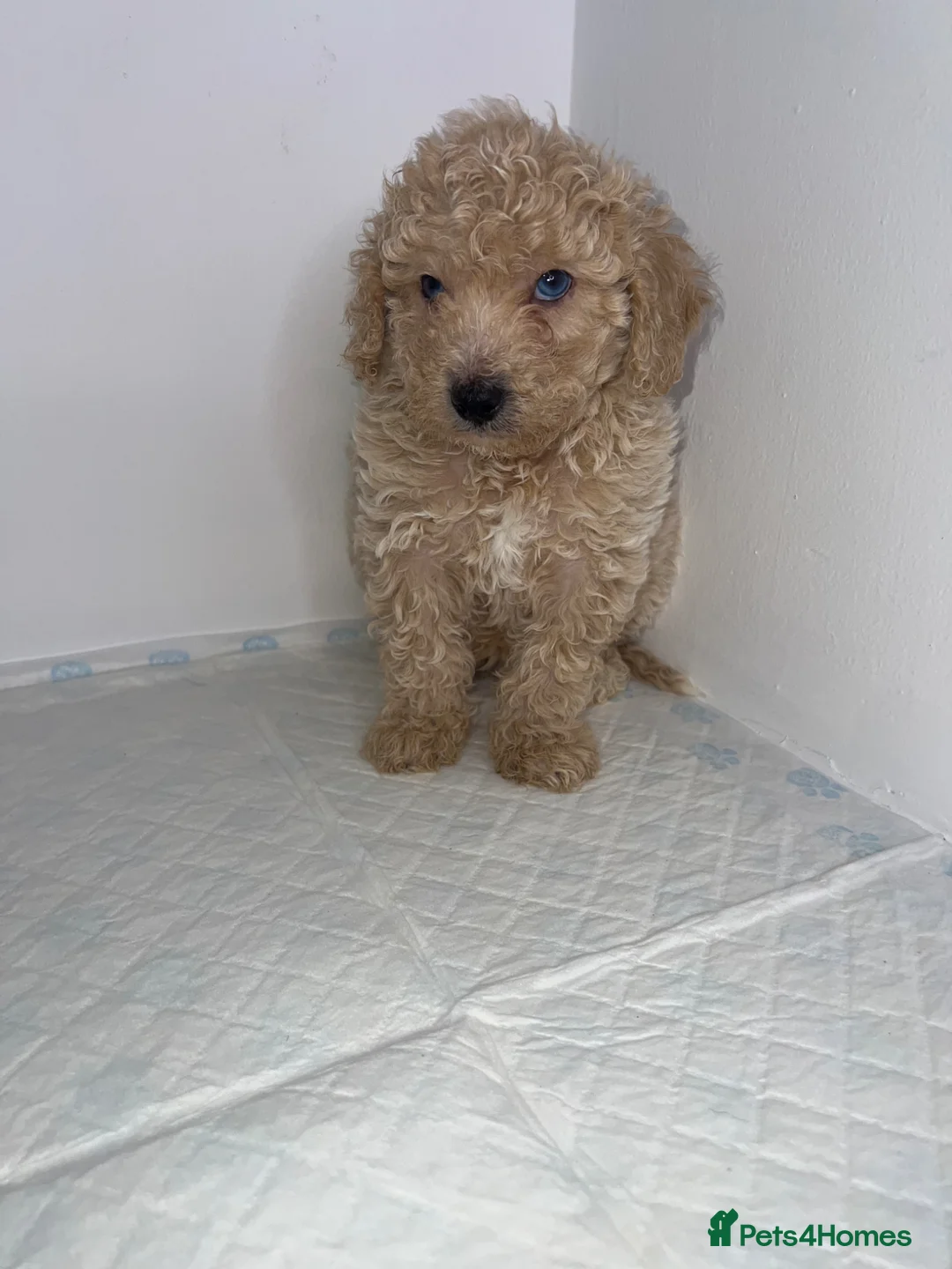 Miniature Poodle dogs for sale: ✨ Beautiful miniature poodles ✨ - Advert 1