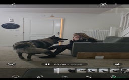 German Shepherd dogs for sale: ACE AND LUNA - Image 2