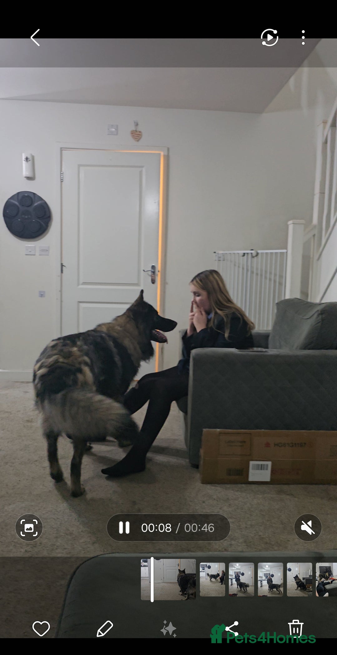 German Shepherd dogs for sale: ACE AND LUNA - Image 2