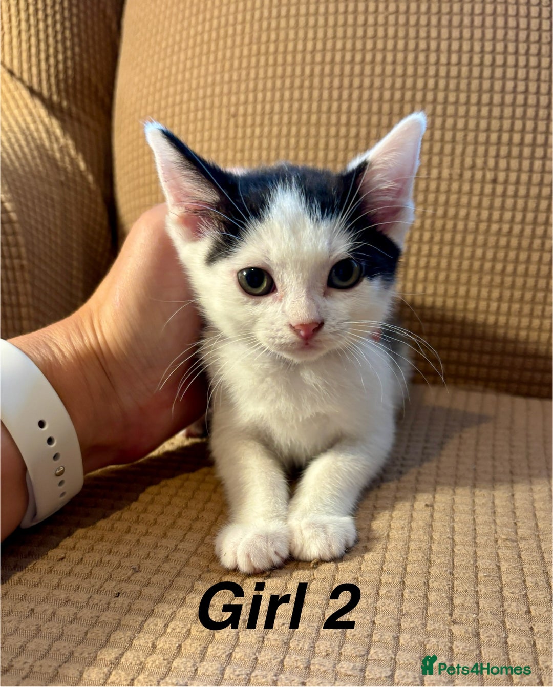Mixed Breed cats for sale: Adorable mixed breed kittens in Kent! - Image 13