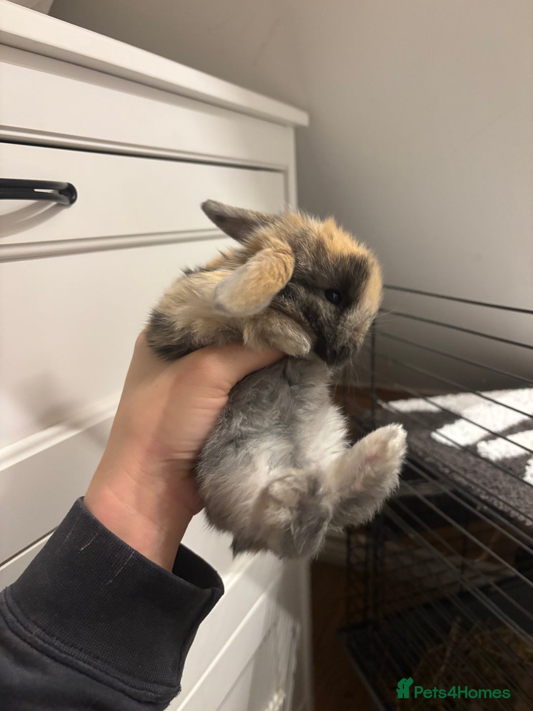 Mini Lop rabbits for sale: Stunning Mini Lop Bunnies🤍🌾 - Advert 6