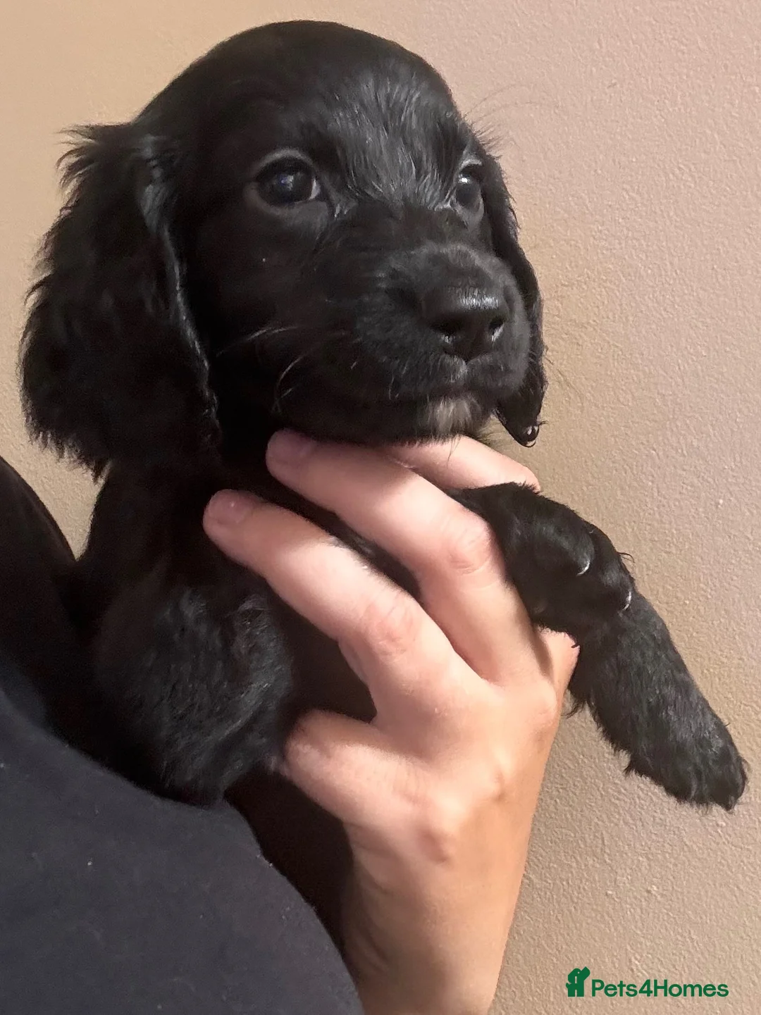 Cocker Spaniel dogs for sale: 🐾READY TO GO 2 COCKER SPANIEL BOYS 🐾 - Advert 15