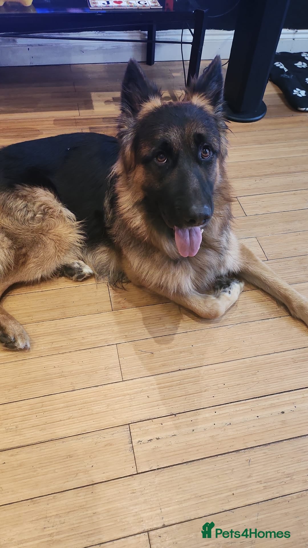 German Shepherd dogs for sale: 3 year old male GSD - Advert 3