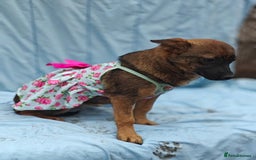 Mixed Breed dogs for adoption: 💖🐶 KNOPA 🐶💖 - Image 5